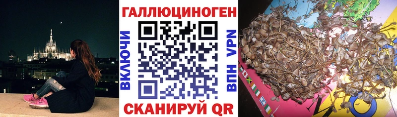 Псилоцибиновые грибы Cubensis  Купить  Владивосток 